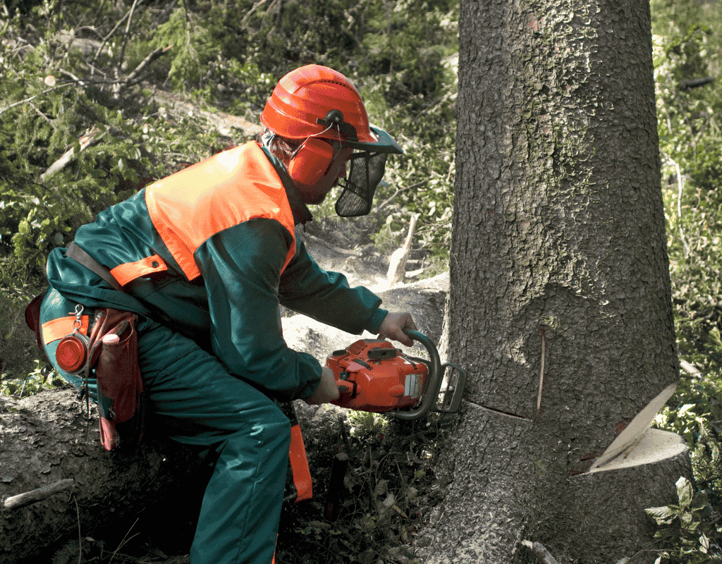 Professional tree stump grinding services in San Diego by San Diego Junk Removal. Remove unwanted stumps easily.