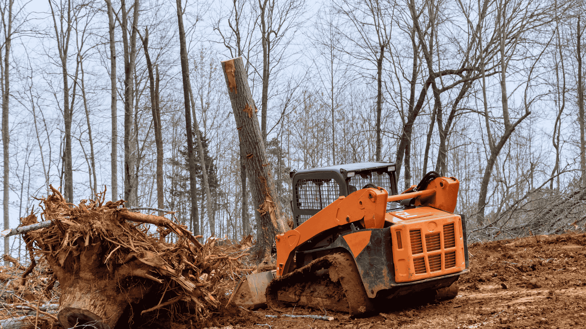 San Diego tree stump removal services – efficient and eco-friendly junk hauling solutions.